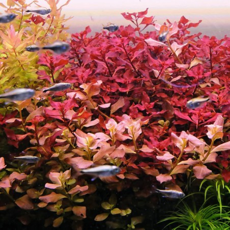 Offerta assortimento 3 Piante Rosse Mix - set di 3 piante a tonalità rosse