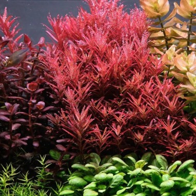 Offerta assortimento 3 Piante Rosse Mix - set di 3 piante a tonalità rosse