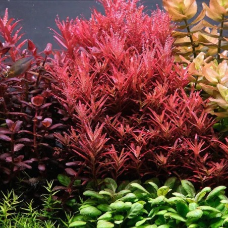 Offerta assortimento 3 Piante Rosse Mix - set di 3 piante a tonalità rosse