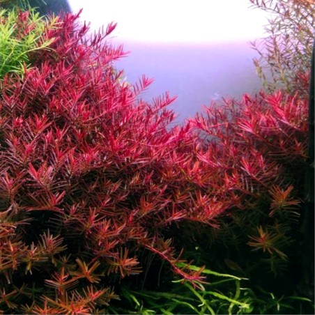 Offerta assortimento 3 Piante Rosse Mix - set di 3 piante a tonalità rosse