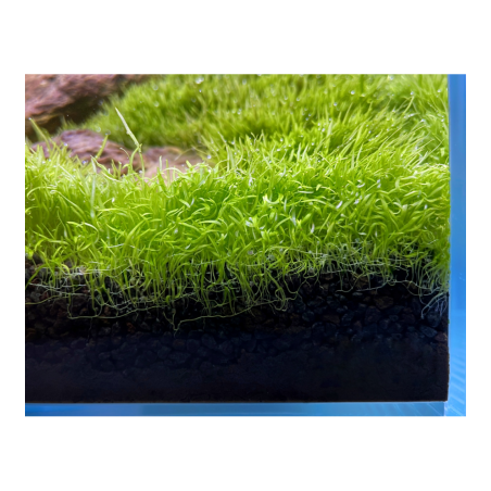 Alxyon V1 Sand 0,1-2mm 5kg - Substrato fine di origine vulcanica per piante e gamberetti
