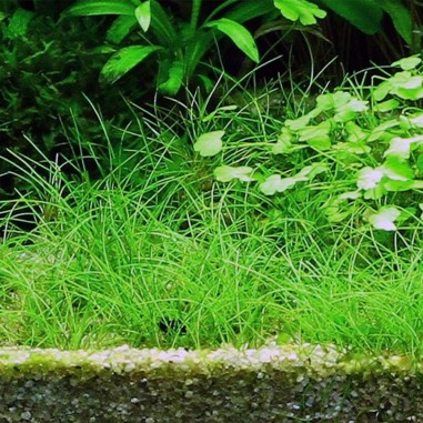 Eleocharis acicularis su pad