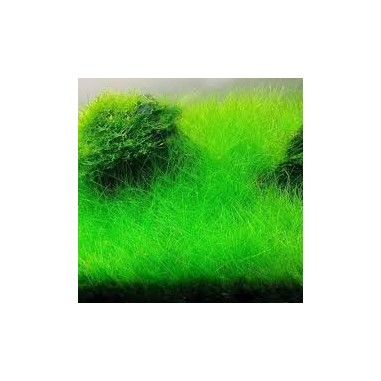 Eleocharis acicularis su pad