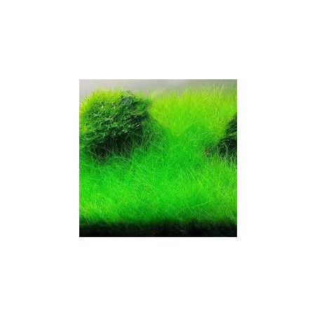 Eleocharis acicularis su pad