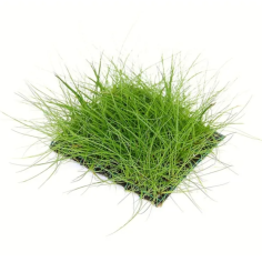 Eleocharis acicularis su pad