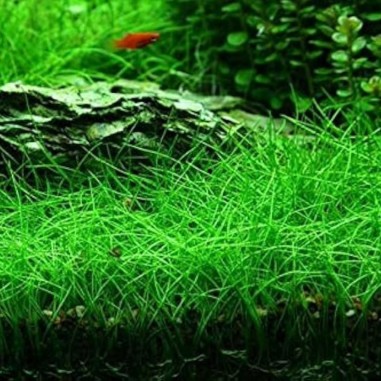 Eleocharis acicularis su pad