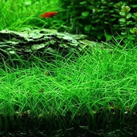 Eleocharis acicularis su pad