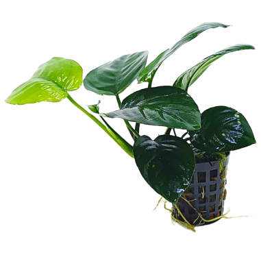 Anubias barteri var. nana