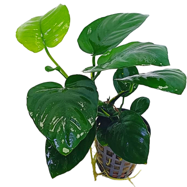 Anubias barteri var. nana