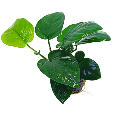 Anubias barteri var. nana