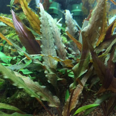 Cryptocoryne Undulata Green