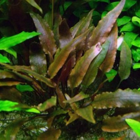 Cryptocoryne Walkeri
