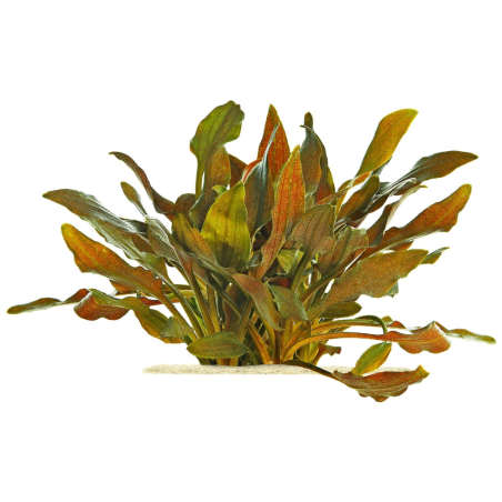 Cryptocoryne Walkeri