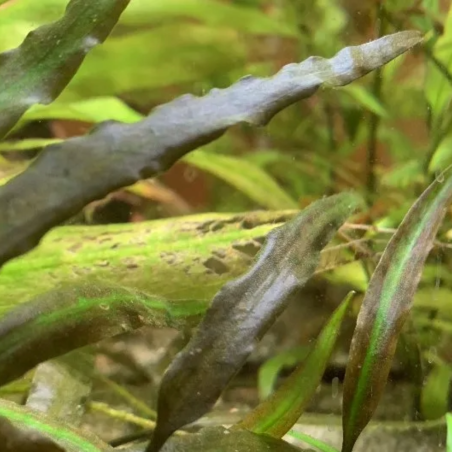 Cryptocoryne Walkeri