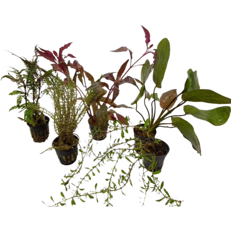 Offerta assortimento 3 Piante Rosse Mix - set di 3 piante a tonalità rosse