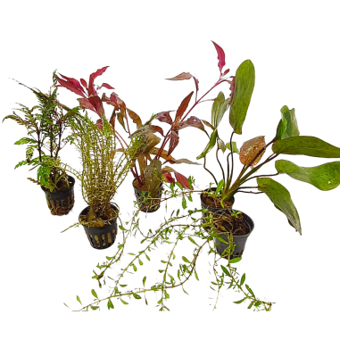Offerta assortimento 3 Piante Rosse Mix - set di 3 piante a tonalità rosse
