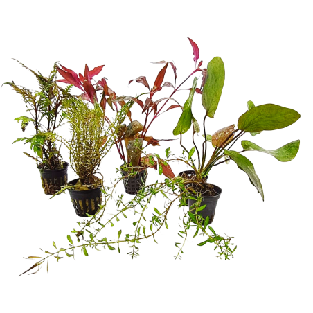 Offerta assortimento 3 Piante Rosse Mix - set di 3 piante a tonalità rosse
