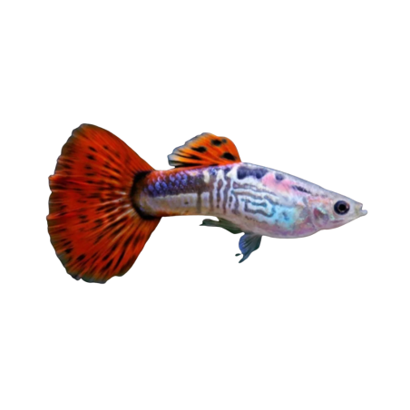 Poecilia reticulata - Guppy Cobra Red (male) 3-4cm