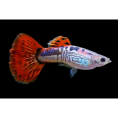 Poecilia reticulata - Guppy Cobra Red Maschio 3-4cm 2