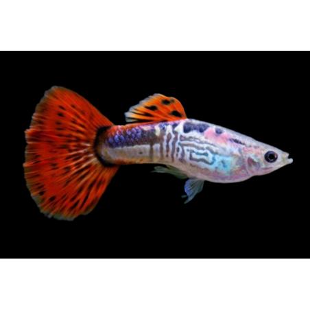 Poecilia reticulata - Guppy Cobra Red Maschio 3-4cm