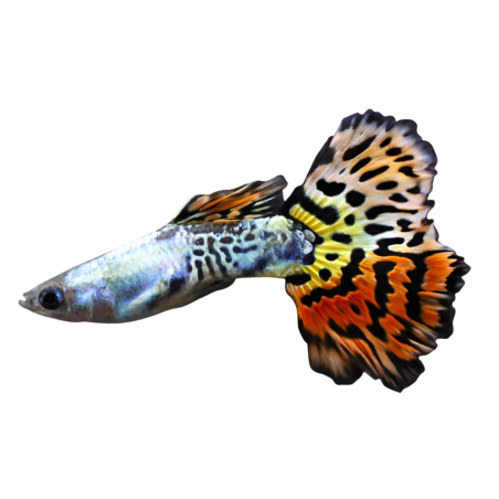 Poecilia reticulata - Guppy Leopard (male) 3-4cm