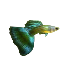 Poecilia reticulata - Guppy Moscow Green (male) 3-4cm