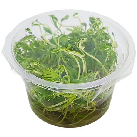Ranunculus Inidatus in Vitro