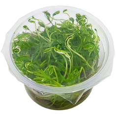 Ranunculus Inidatus in Vitro