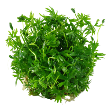 Ranunculus Inidatus in Vitro