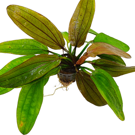 Echinodorus Rose