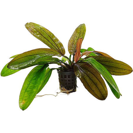 Echinodorus Rose