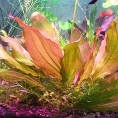 Echinodorus Rose 2