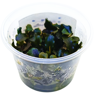 Bucephalandra Sp. Maya in Troplant Linea Vitro Ø 60