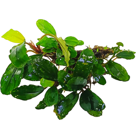 Bucephalandra Kir Royal su Pad