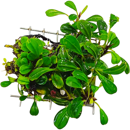 Bucephalandra Hades Metallic Green su Pad