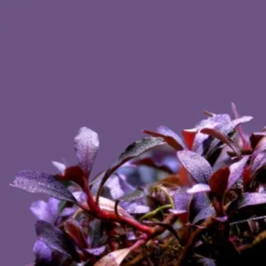 Bucephalandra Kir Royal su Pad