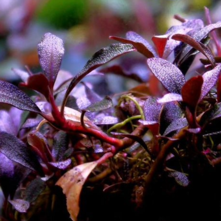 Bucephalandra Kir Royal su Pad