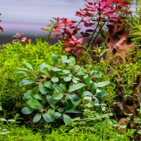 Bucephalandra Kir Royal su Pad