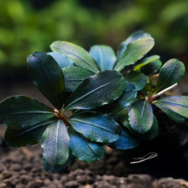 Bucephalandra Hades Metallic Green su Pad