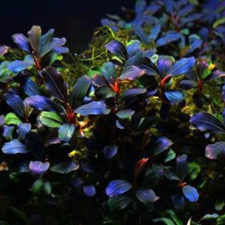 Bucephalandra Hades Metallic Green su Pad
