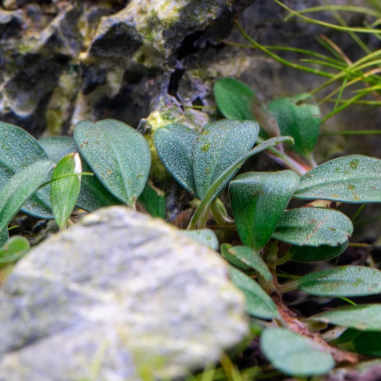 Bucephalandra Hades Metallic Green su Pad