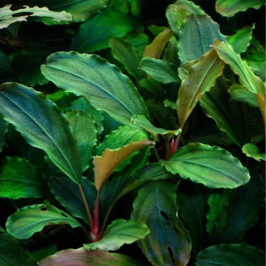 Bucephalandra Sp. Maya in Troplant Linea Vitro Ø 60