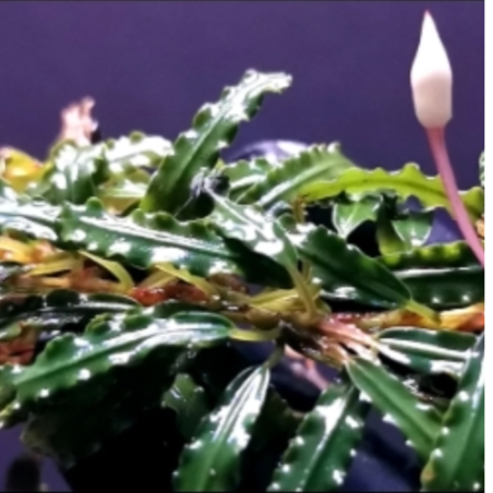 Bucephalandra Sp. Maya in Troplant Linea Vitro Ø 60