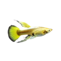 Poecilia reticulata - Guppy - 24K Gold