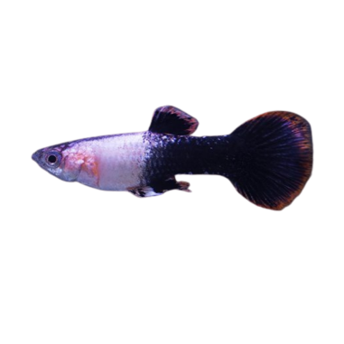 Poecilia reticulata - Guppy - Pink Tuxedo -...