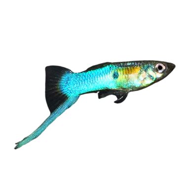 Poecilia wingei - endler Japan Blue (male) 3-4cm