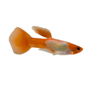 Poecilia reticulata - Guppy Golden Koi (male) XL