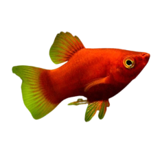 Xiphophorus maculatus - Platy - Coral Red