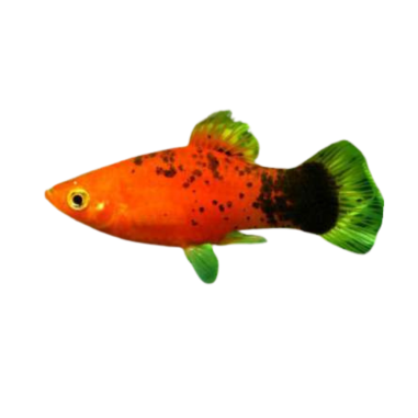 Xiphophorus maculatus - Platy - Red Calico