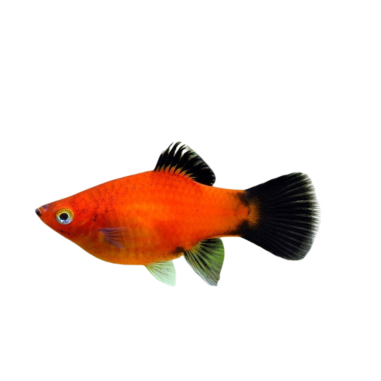 Xiphophorus maculatus - Platy - Red Wagtail